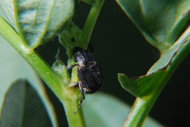 Altro sconosciuto: Valgus hemipterus